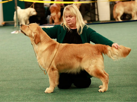 Golden retriever club of wales championship show 11/2/23