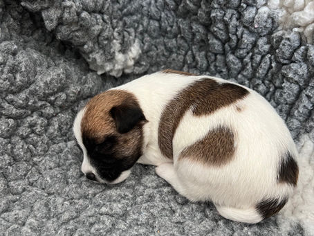 Daphnes puppies on day 17