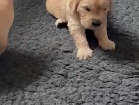 Cassie’s babies are 3 weeks old.