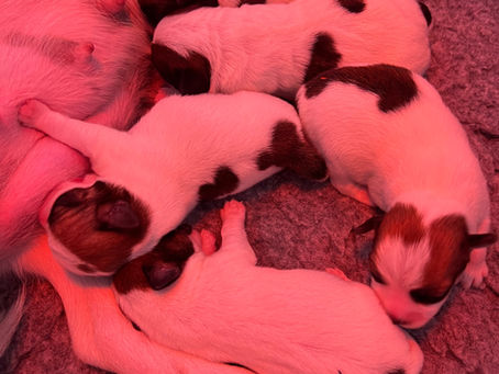 Daphne’s puppies on day 4