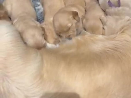 Annabelle’s puppies 1 days short of 3 weeks old.