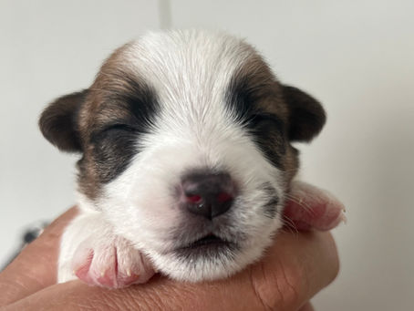 Daphnes puppies @ 2 weeks old ❤️ They had had day 1 out of 3 of worming and had their little claws cut.