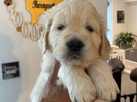 Nilla’s puppies are now nearly 5 weeks💛