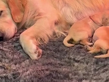 Annabelle’s puppies day 10