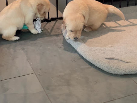 Annabelle’s babies had a little romp around the kitchen yesterday 🥰