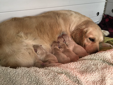 Pasty’s babies arrive on 9/10