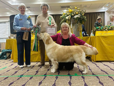 The Golden retriever club best of the best gala!