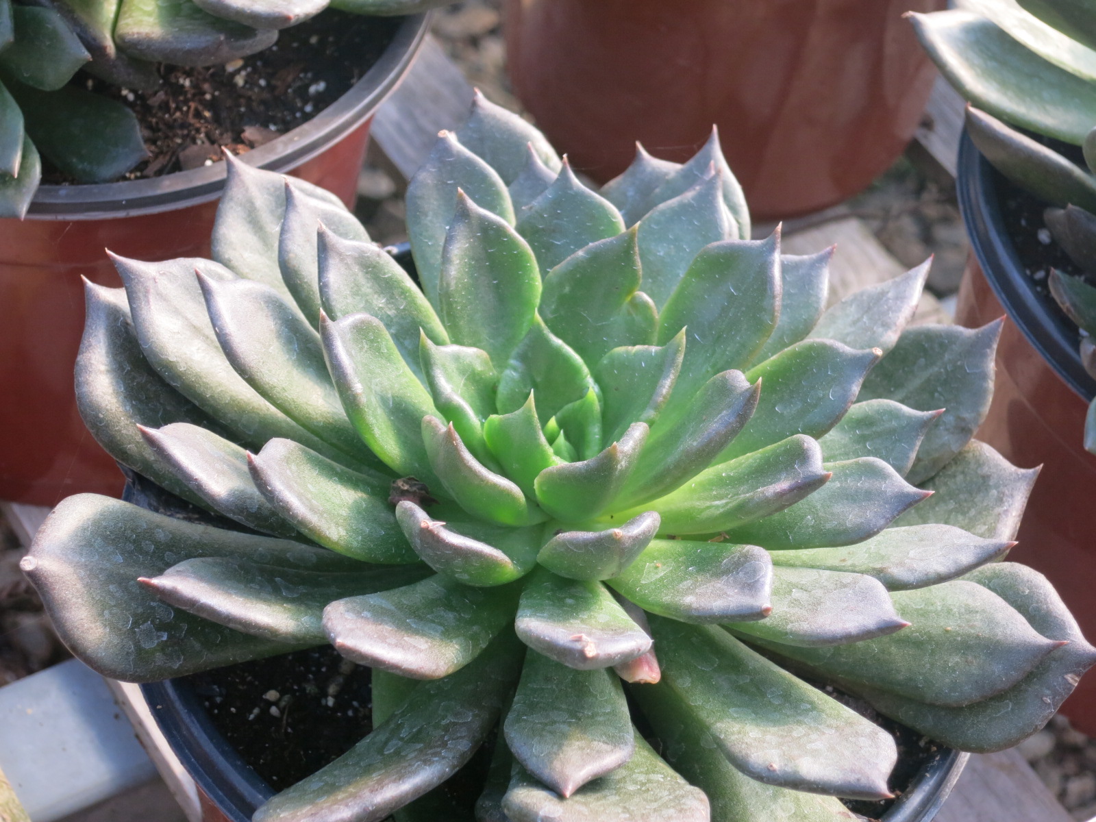 Echeveria 'Black Prince'