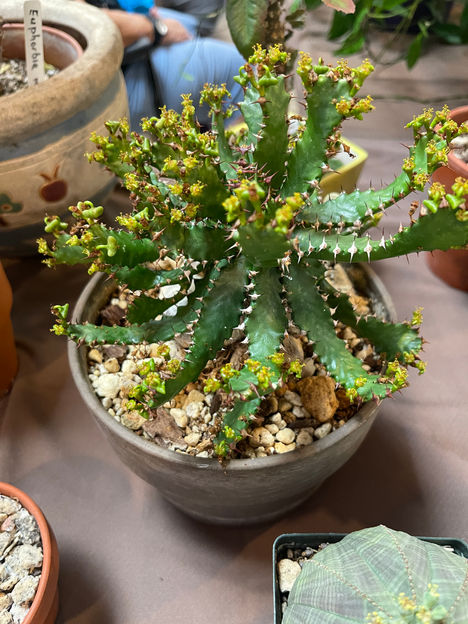 Euphorbia stellata