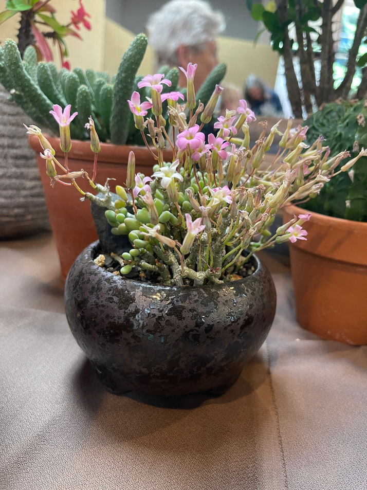 Tylecodon schaeferianus