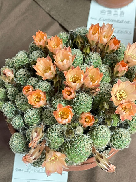 Rebutia