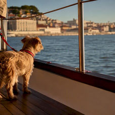 Dog and owner aboard Lisbon sailing tour