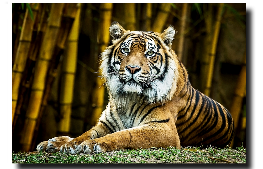 Sumatran Tiger Looking at you.