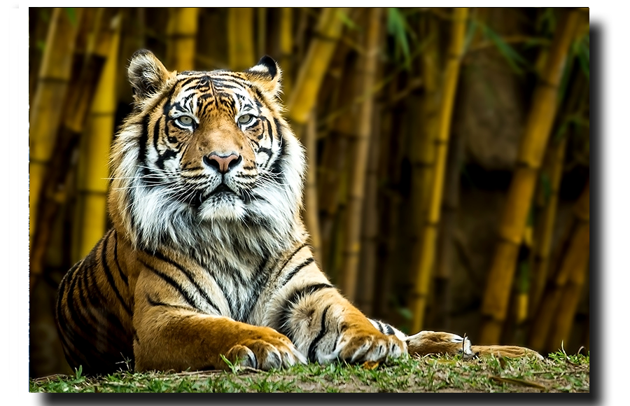 Sumatran Tiger Looking at you