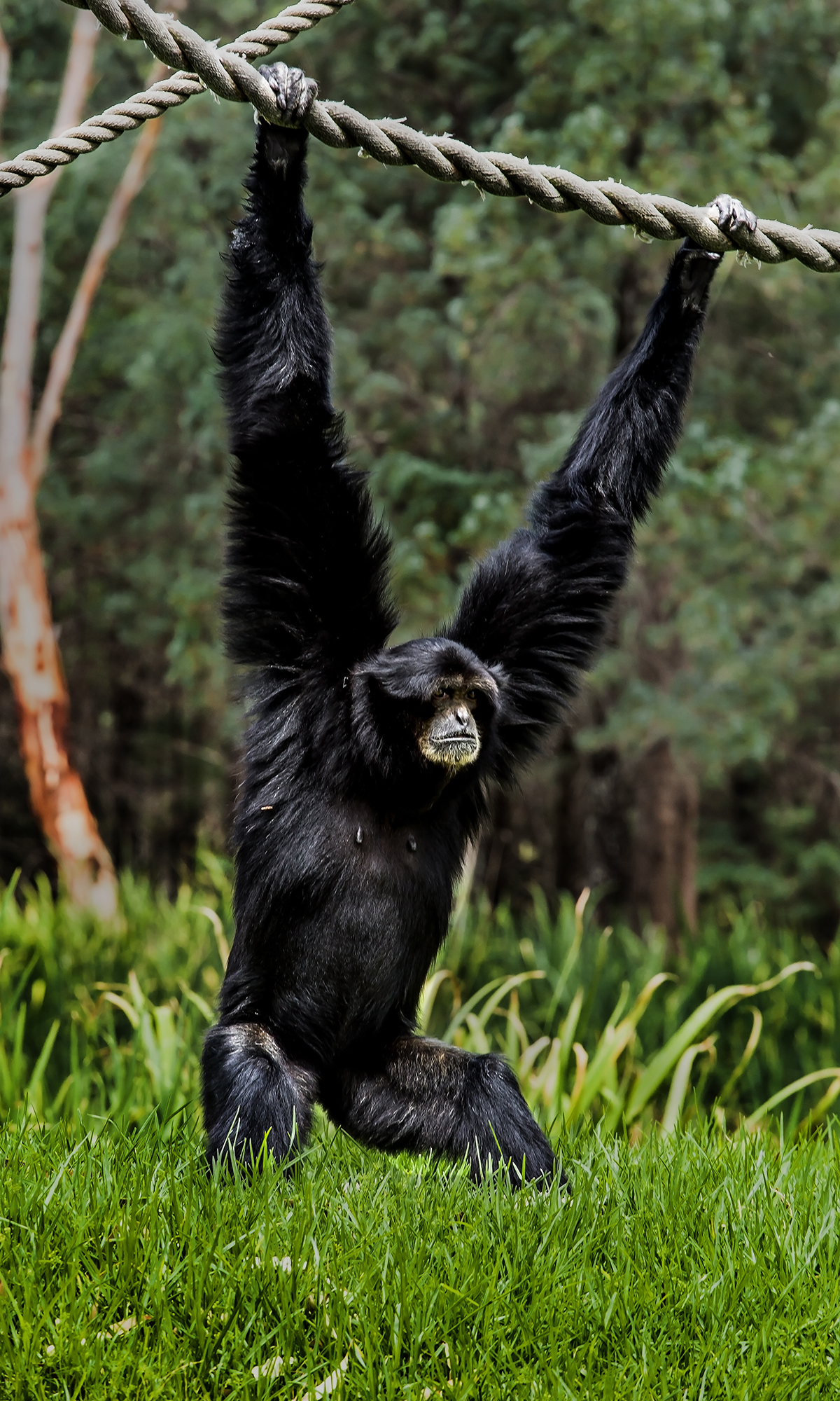 Siamang.