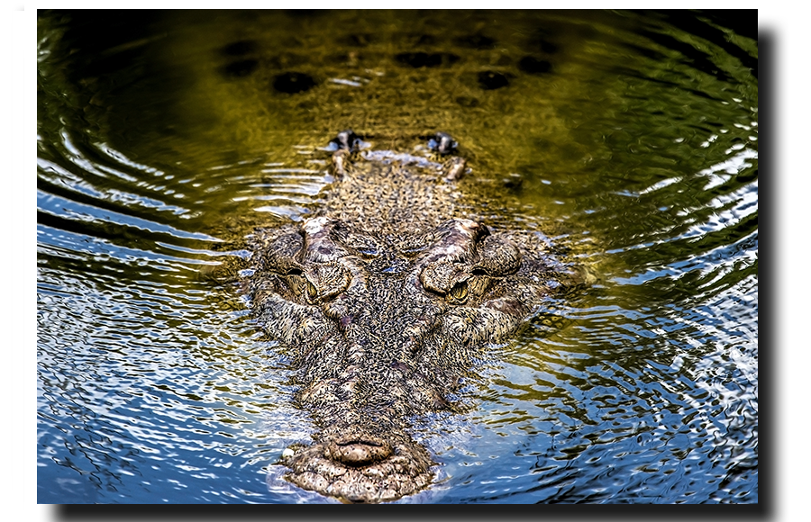 Crocodile I see you