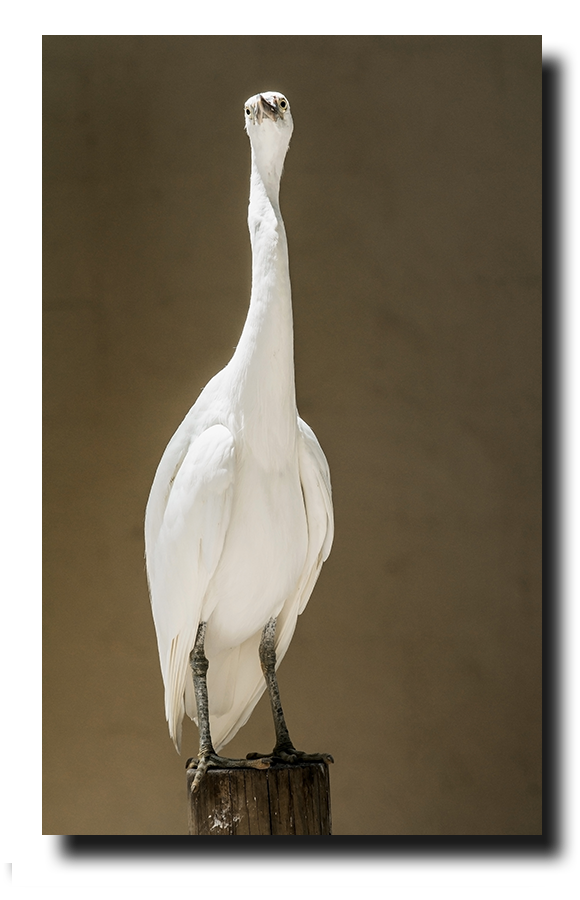 Heron (Reef Egrets) where Heron Island got its name from