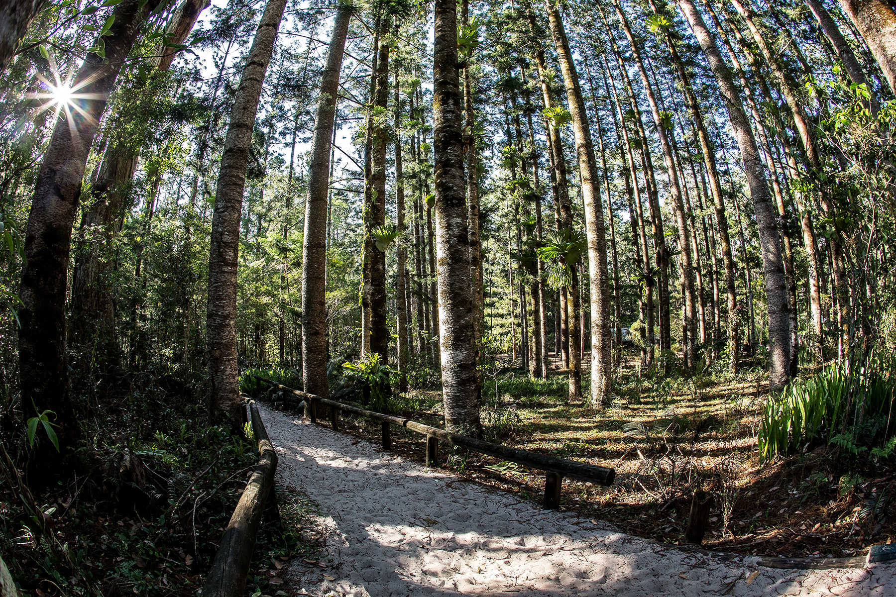 Into the Woods