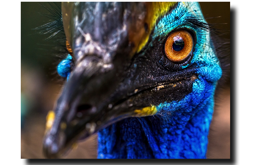 Cassowary's Look