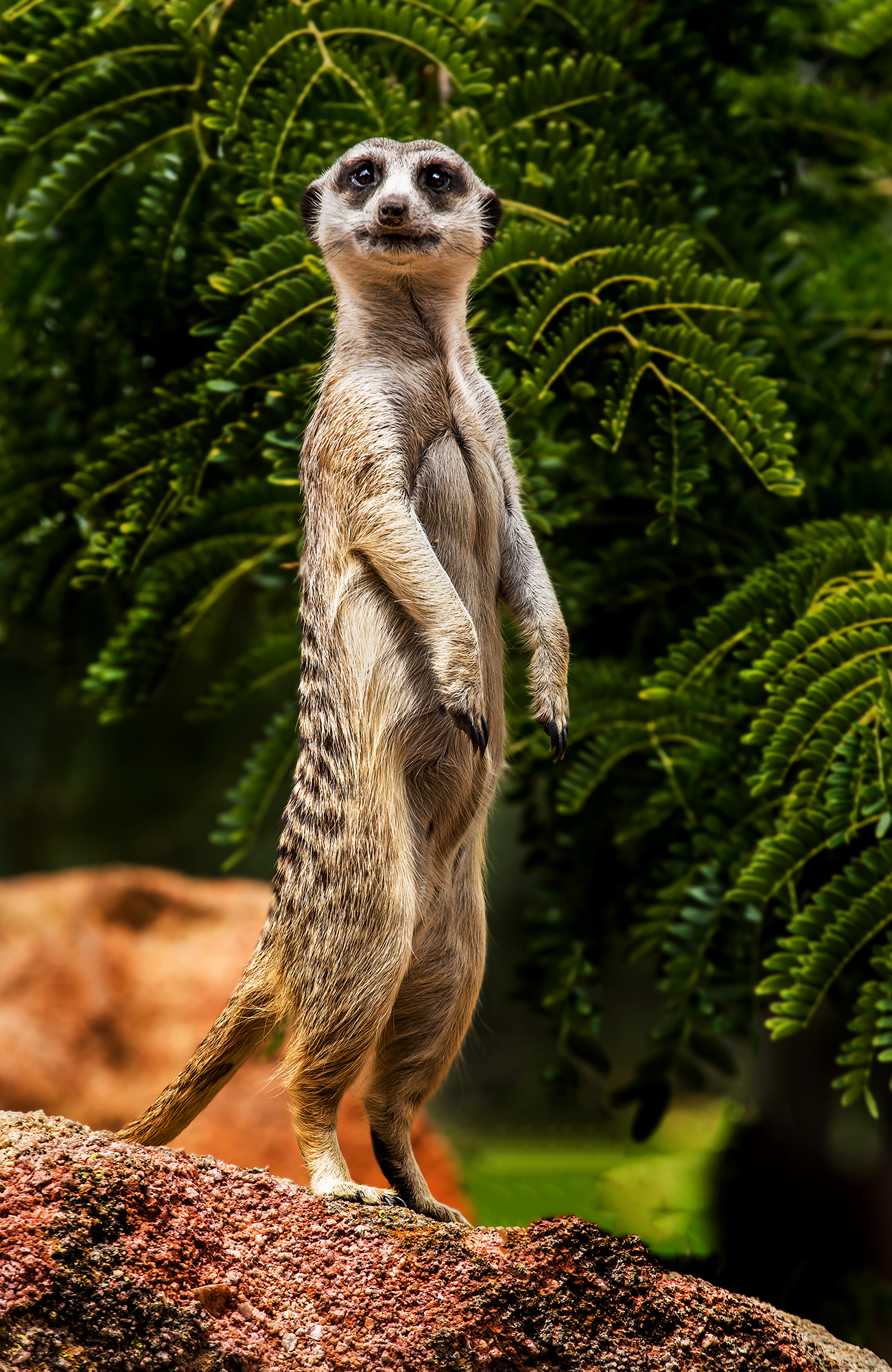 Meerkat