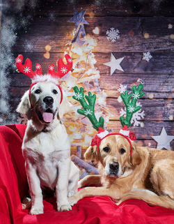 Indigo and Willow Christmas Portrait_HD.