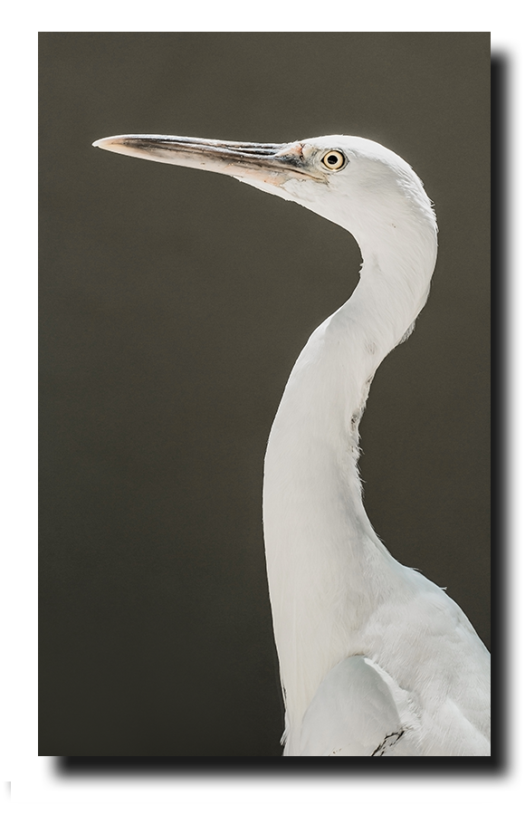 Heron (Reef Egrets) where Heron Island got its name from.