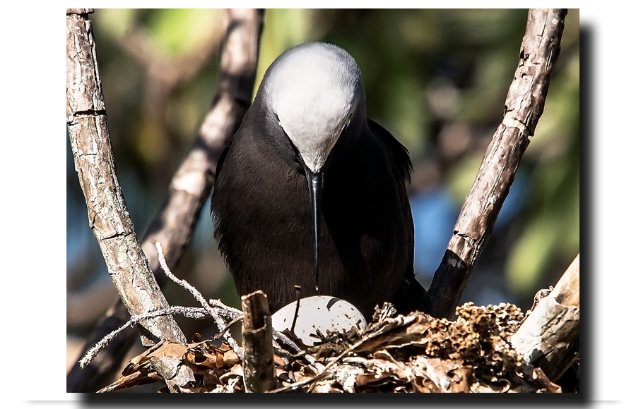 Black Noddy Tern Nesting season at Heron Island
