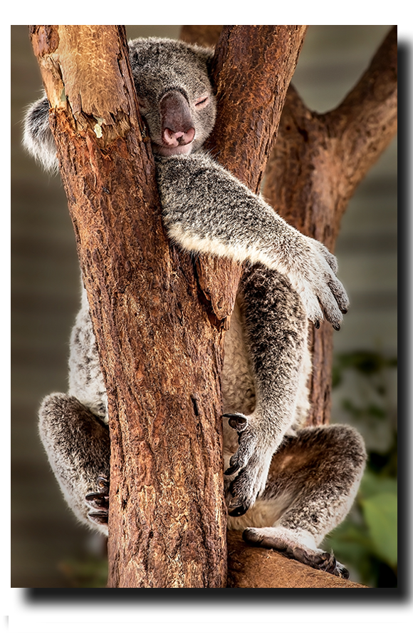 Koala I'm fine sleeping this way