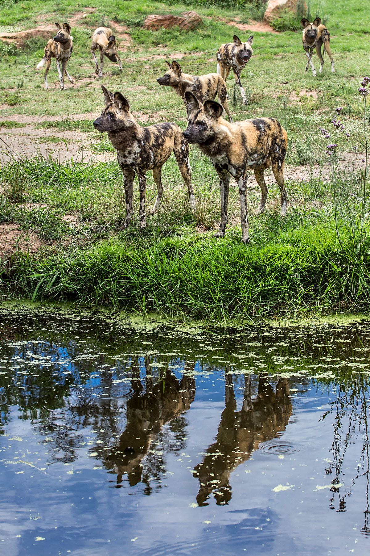 Hyenas