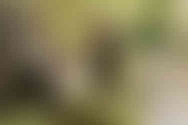 Cambridge wedding photographer