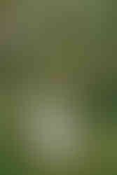 Cambridge Ontario wedding photography