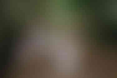 Toronto forest wedding