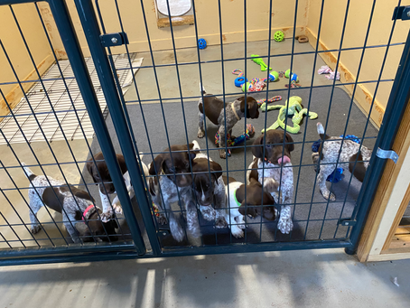 The kennel’s little ones…