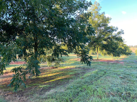 In the Pecan Orchard at Futral Farms