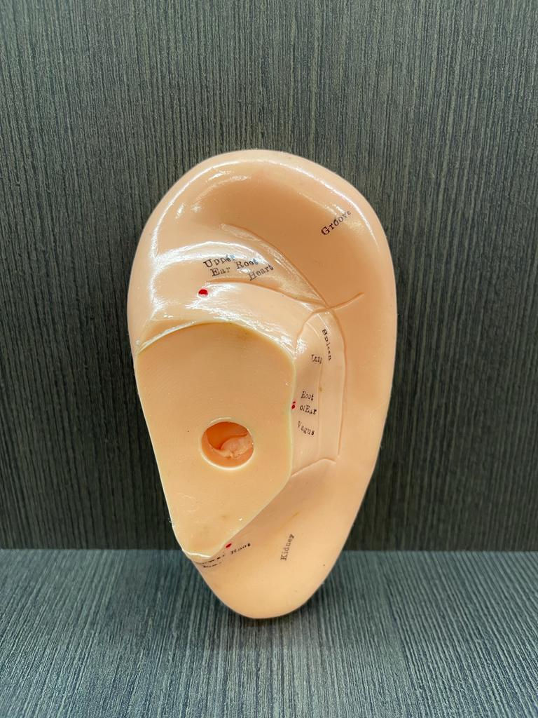 Miniatura: Modelo  Anatômico de Orelha: 12cm para:  SHIATSU, MASSAGEM, REFLEXOLOGIA