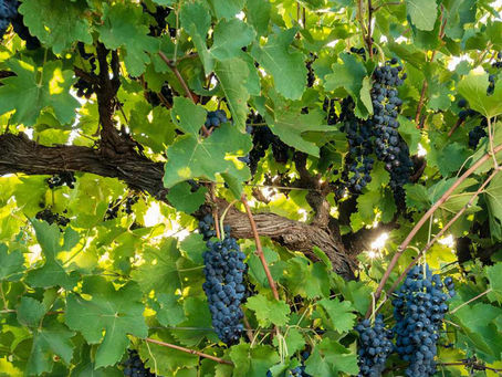 Lily or Cactus 🌵 like a Vineyard Ready for Harvest