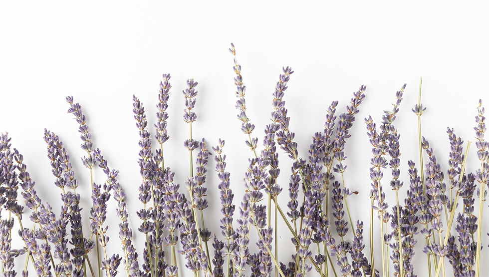 LAVANDA_edited.jpg