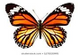Butterfly.png