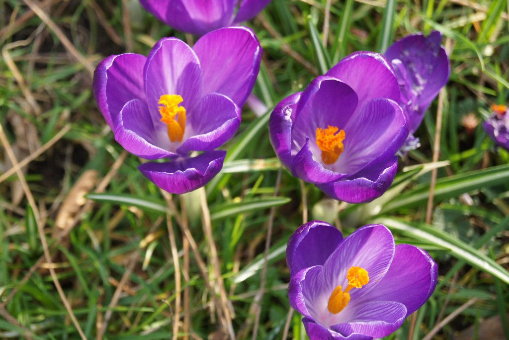 Crocus Flower record - krokus bol