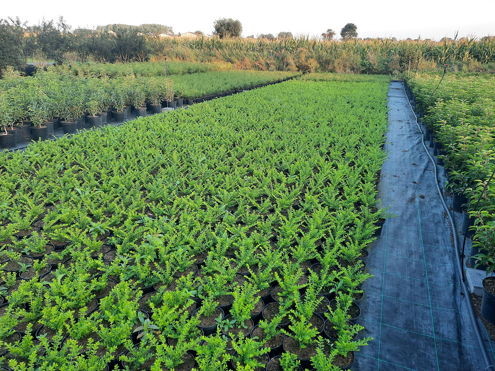 Miniature : Plantes vivaces