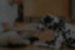Dalmatian Dog_edited.jpg