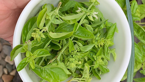 Basil Infused Olive Oil Recipe