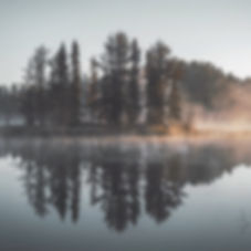 Misty Wald Spiegelung