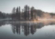 Misty foresta Riflessione