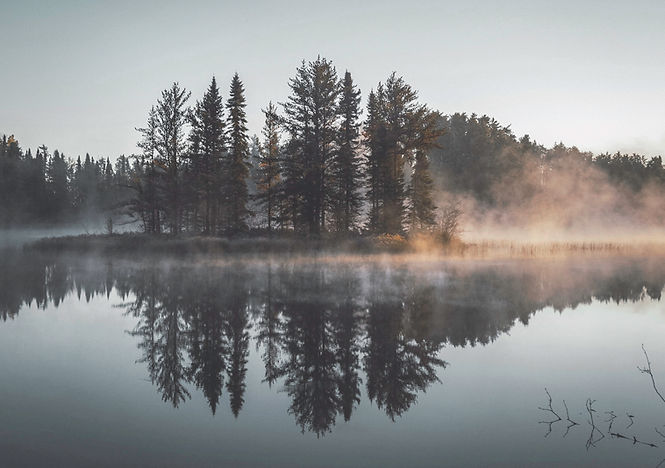 Misty Wald Spiegelung