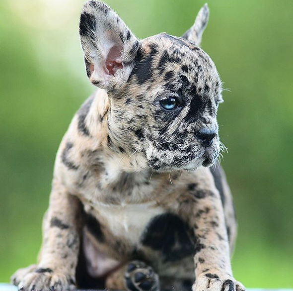 Toronto French Bulldog