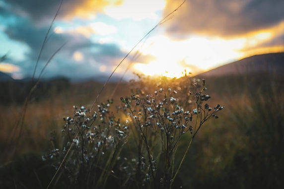Vegetation - 1 (1).jpg