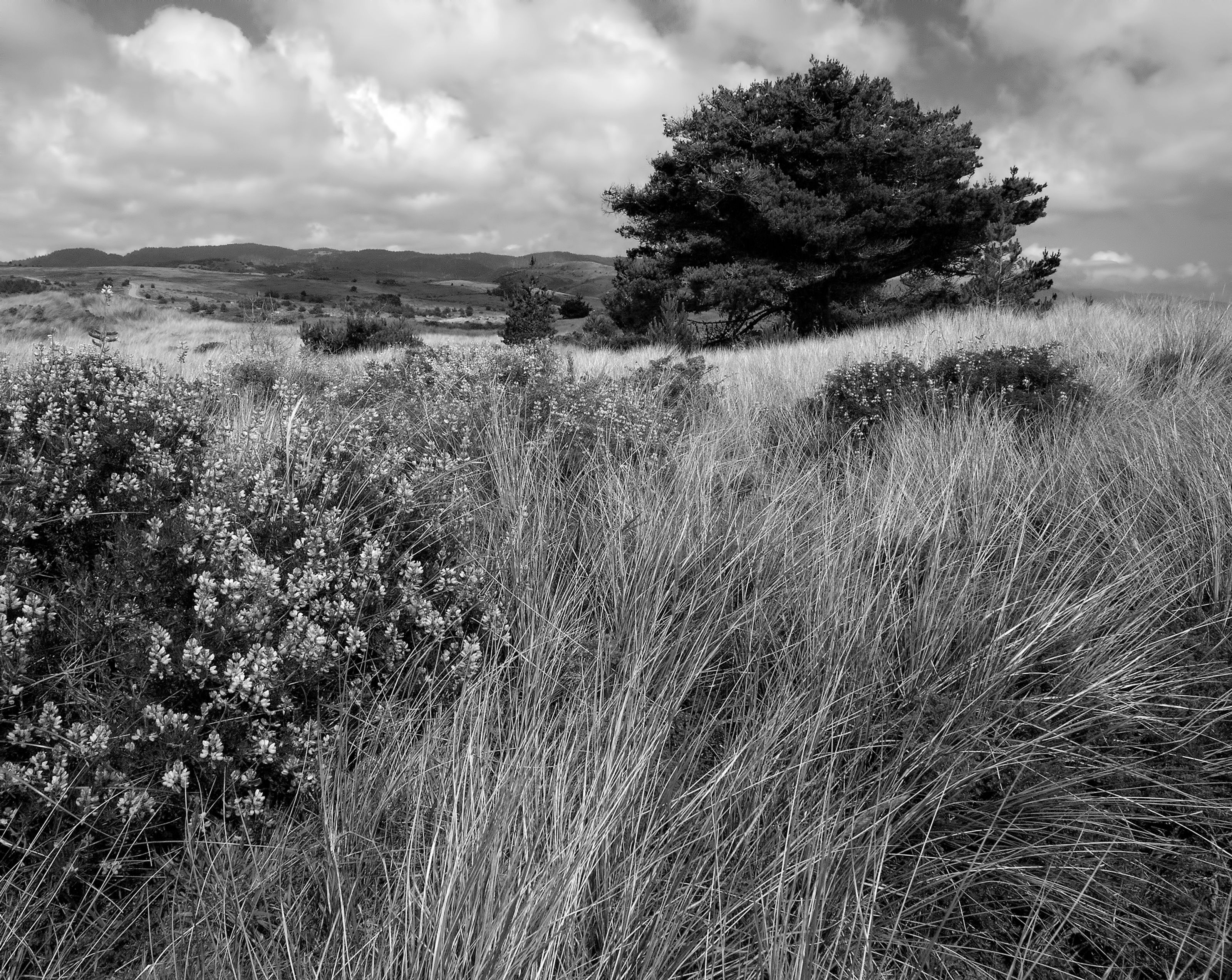 Limatour dunes, Pt. Reyes National Seashore, California