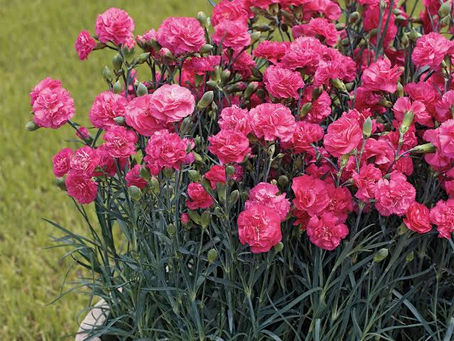 🌷 To All Parents on Parents’ Day 🌷