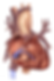EP Study heart.png